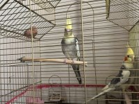 Sultan Papağanı Çiftimiz