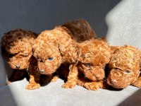 Kore Red-Brown Toy Poodle Yavrularımız