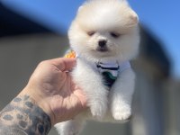 Ayı Surat Pomeranian Boo Köpekler