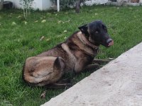 Alan Koruma Belçika Malinois