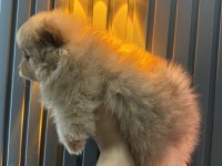 Şeker Pomeranian Bebeklerimiz
