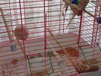 1 Yaşında 1 Dişi Ve 1 Erkek Muhabbet Kuşu