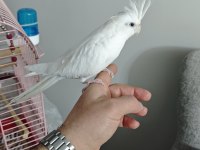 6 aylık albino sultan papağanı