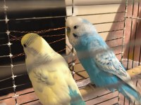 Sağlıklı Çift Muhabbet Kuşu Yumurtalı