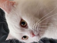 British Shorthair Erkek Kedi