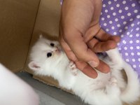 Cins Kedimiz British Shorthair