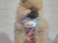 Sağlıklı Pomeranian Boo 2,5 Aylık