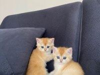 British Shorthair Golden Ny12 Dişi