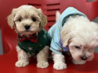 Hipoalerjenik Tüy Dökmeyen Maltipoo Bebekleri