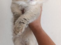 Ny25 Erkek Güzeli British Longhair