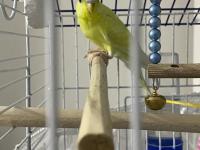 Lutino Muhabbet Kuşu (Kafesle Birlikte)