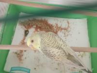 6 Aylık Erkek Muhabbet Kuşu