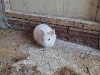 Cüce Tavşan 2 Aylık