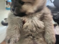 Rezerve Ye Açık Köpeğimiz