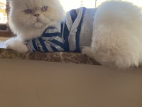 İran Persian Kedimiz