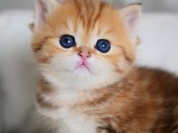 Güzellik abidesi golden british shorthair yavrumuz