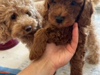 Anne Altından Toy Poodle Bebekler
