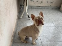 New Shade Isabella French Bulldog