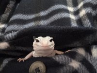 Çok Uyguna Döllenmiş Leopard Gecko Nadir Morf (Het)