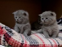 Orijinal ırk safkan british shorthair