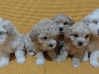 Maltipoo bebeği köpekler