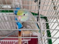 Turkuaz Forpus Papağanı Bebekler