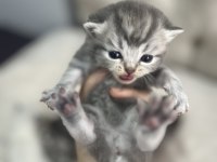 6 Adet British Shorthair Blue Point Yavru