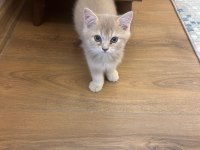 2 aylık british yavrumuz