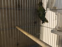 Mutasyon Yavru Sevda Papağanlar