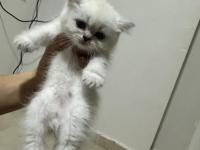 British Shorthair Dişi Kedimiz