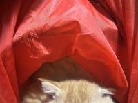 British Shorthair Turuncu Yavru