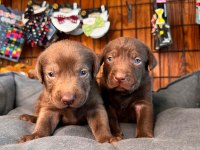 Labrador Sevgisi Burada Başlıyor!