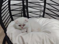 Scottish fold bembeyaz yavru