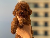 Kore Kan Redbrown Poodle Bebekler