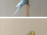 Yeni Yeme Düşmüş Uysal Renk Güzeli Yavru Muhabbet Kuşlar