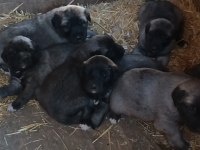Orjinal Kangal Yavruları Sivastan