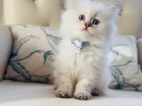 Sevimli Minik British Longhair