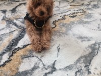 4 Aylık Toy Poodle