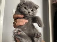 Scottish Yavrularımıza Yuva Arıyoruz