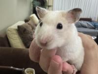 Beyaz suriye hamster