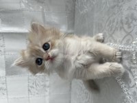 Çok Güzel Ve Oyuncu British Shorthair Ve Longhair Kediler