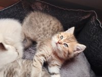 Top kafa yüksek kalite ırk british yavrular