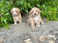 Maltipoo Yavrularım Sağlık Ve Irk Garantilidir