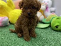 Erkek dişi toy poodle yavrularımız
