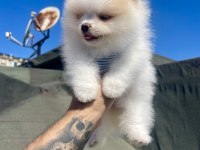 Ayı Surat Pomeranian Boo Yavrular