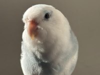 2-3 aylık bebek forpus papağanı