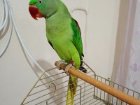 Erkek Alexander Papağanı 10 Aylık