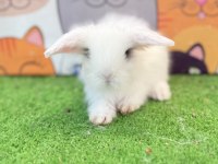 Hollanda Teddy Lop Tavşanı Gönderim Yapılır