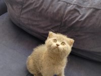 Scottish Fold Kedimiz