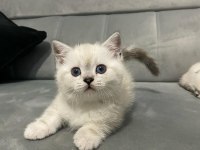 British Shorthair Blue Point